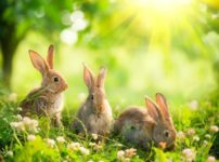 昔ウサギは鳥だと思われていた！という雑学