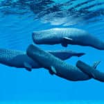 マッコウクジラの排泄物からつくる香水があるという雑学