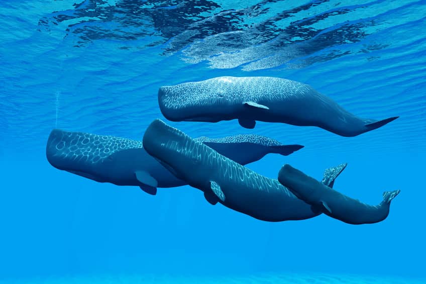 マッコウクジラの排泄物からつくる香水があるという雑学