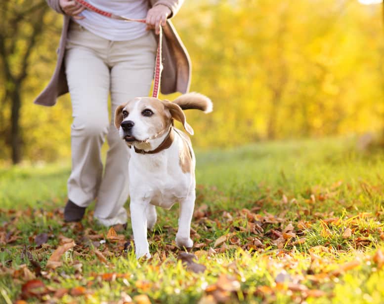 外国由来だった!日本の犬の名前に"ポチ"が多い理由についての雑学まとめ
