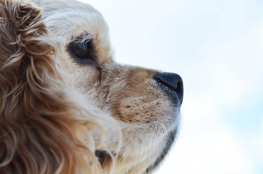 犬の鼻が濡れている理由は?に関する雑学