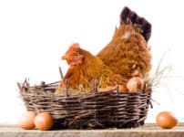 ニワトリが卵を産むのは午前中という雑学