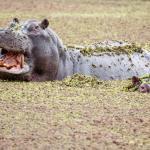 カバのピンクの汗は高性能な粘液という雑学