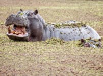 カバのピンクの汗は高性能な粘液という雑学