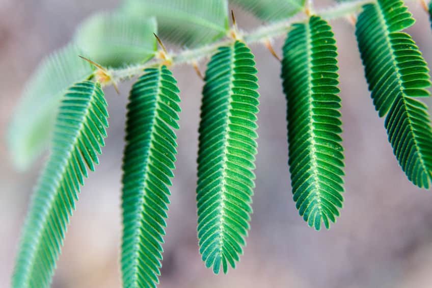 オジギソウがお辞儀する理由に関する雑学