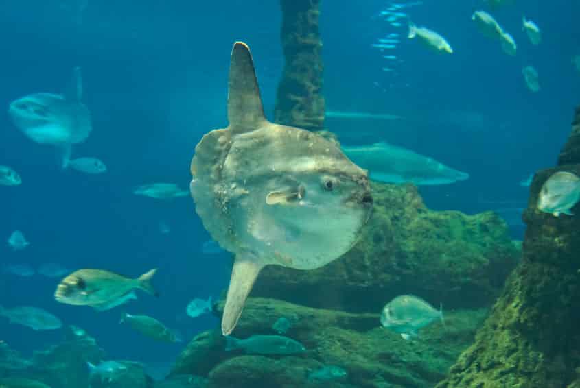 マンボウ最弱説。"マンボウは体当たりで死ぬ"ってホント?という雑学まとめ