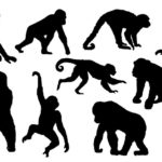 チンパンジーの握力はすごいが、ゴリラの握力はもっとすごいという雑学