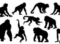 チンパンジーの握力はすごいが、ゴリラの握力はもっとすごいという雑学