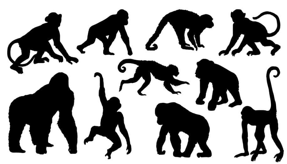 チンパンジーの握力はすごいが、ゴリラの握力はもっとすごいという雑学