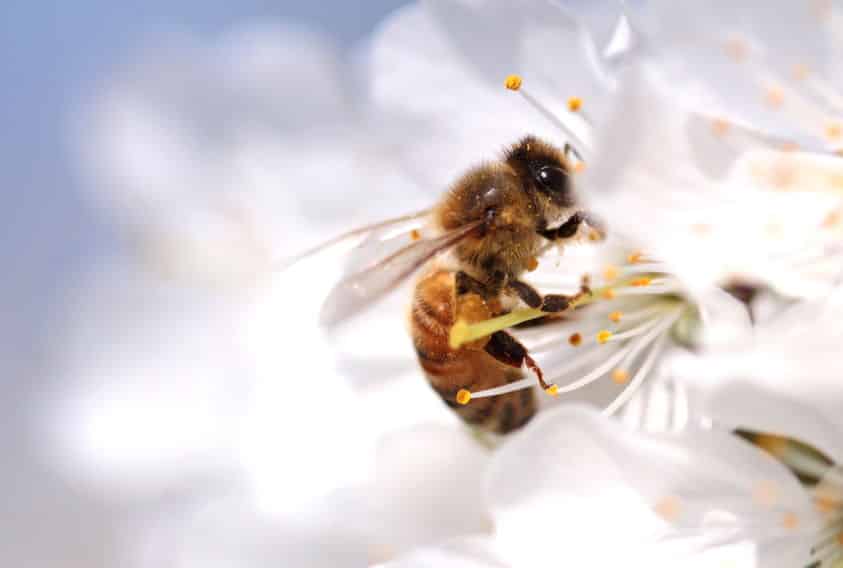 ミツバチの体の中には蜜を入れるための器官があるというトリビア