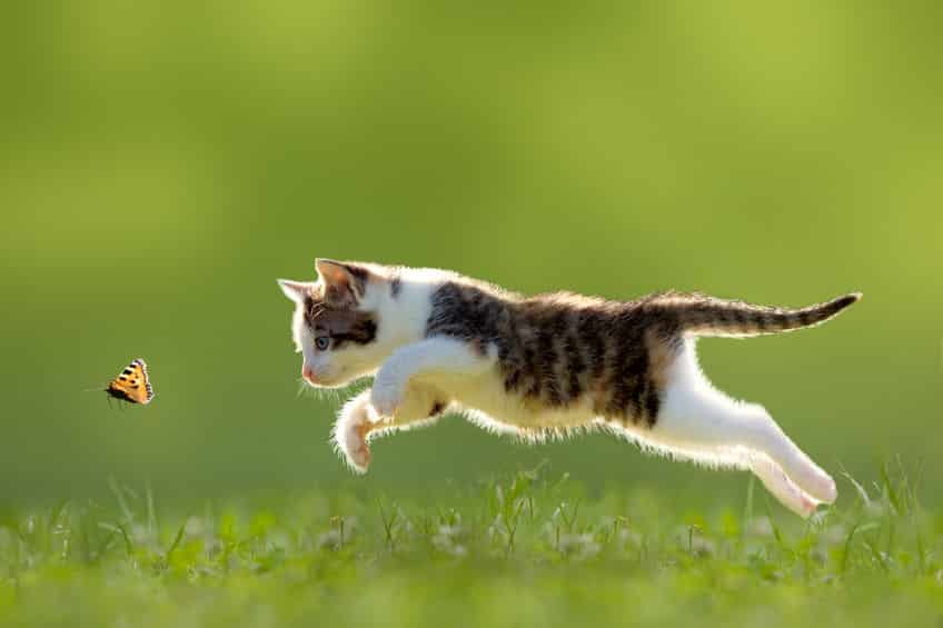 しっぽに24本も!ネコの骨の数>人間の骨の数という雑学まとめ