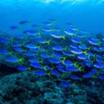 魚も溺死するという雑学