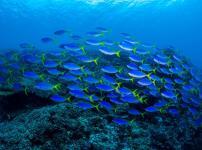 魚も溺死するという雑学