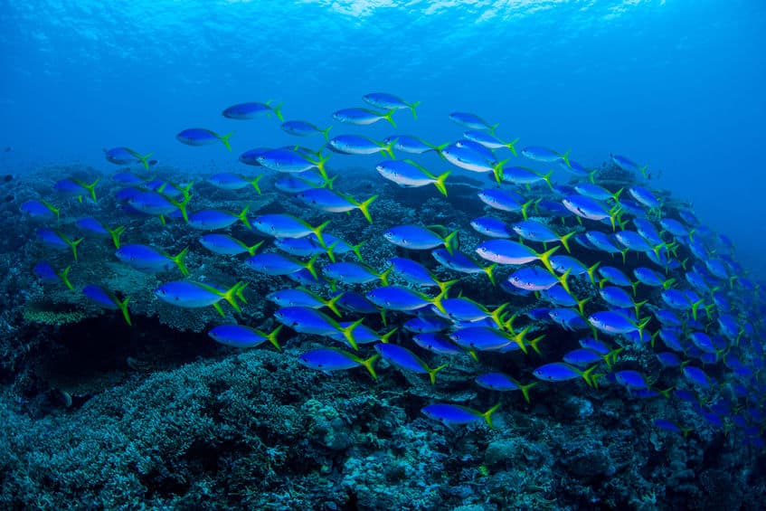 魚も溺死するという雑学