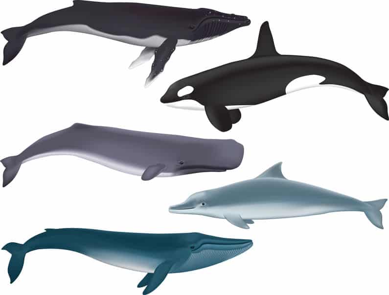 クジラとイルカの違いに関する雑学