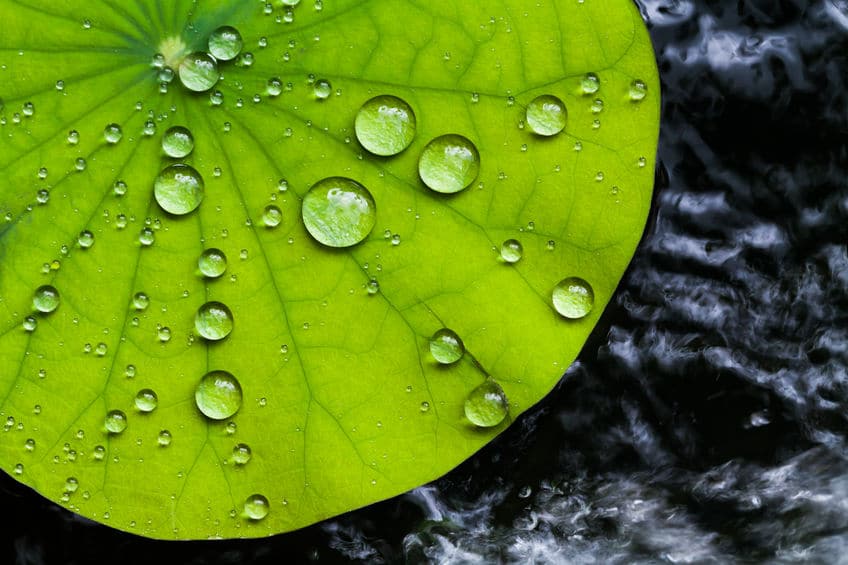 空気穴の為のレンコン必技!「ロータス効果」についてのトリビア