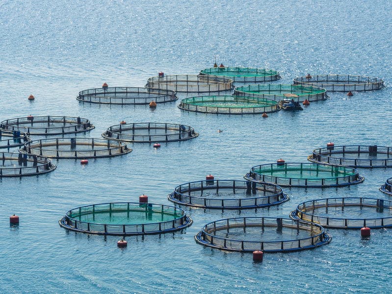 養殖マグロの中に全身トロの個体があるというトリビア