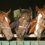 馬の血液型は3兆種類以上あるという雑学