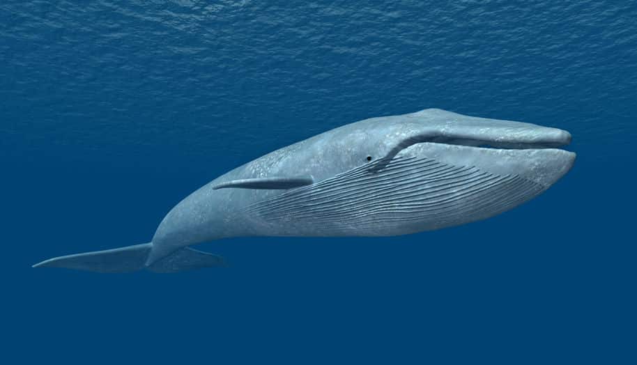 水中で最も強い生物は、クジラについてのトリビア