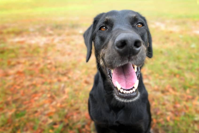嗅覚の情報量がスゴい!犬の鼻が濡れている理由についてのトリビア