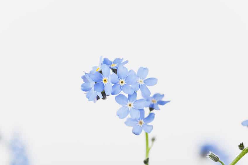 悲恋の物語…勿忘草(ワスレナグサ)の花言葉が切なすぎる…というトリビアまとめ