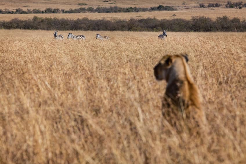 肉食動物と草食動物の違いに関する雑学