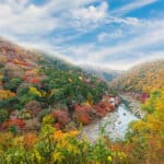 葉っぱが紅葉する理由に関する雑学