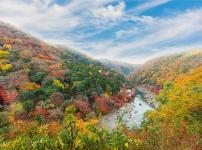 葉っぱが紅葉する理由に関する雑学