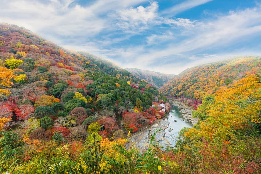 葉っぱが紅葉する理由に関する雑学