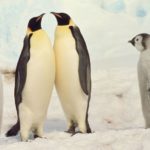 ペンギンは空を飛んでいたという雑学