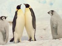 ペンギンは空を飛んでいたという雑学