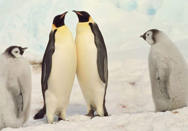 ペンギンは空を飛んでいたという雑学
