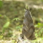 竹にある節の数はタケノコの時から同じという雑学