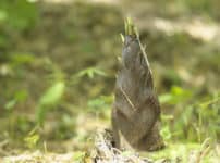 竹にある節の数はタケノコの時から同じという雑学