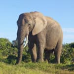 草食動物の体が大きくなる理由に関する雑学