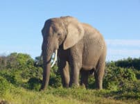 草食動物の体が大きくなる理由に関する雑学