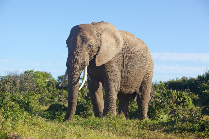 草食動物の体が大きくなる理由に関する雑学