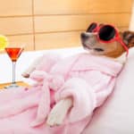 短時間に水は大量に飲めないがお酒は飲むことができる理由という雑学