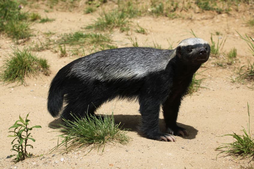 人間より小さいのに単体でホッキョクグマを殺す生物がいるというトリビア