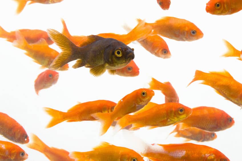 金魚は突然変異を起こしやすいというトリビア