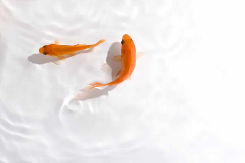 似てると思ったら!金魚の先祖は"突然変異のフナ"なんです【動画あり】についてのトリビアまとめ