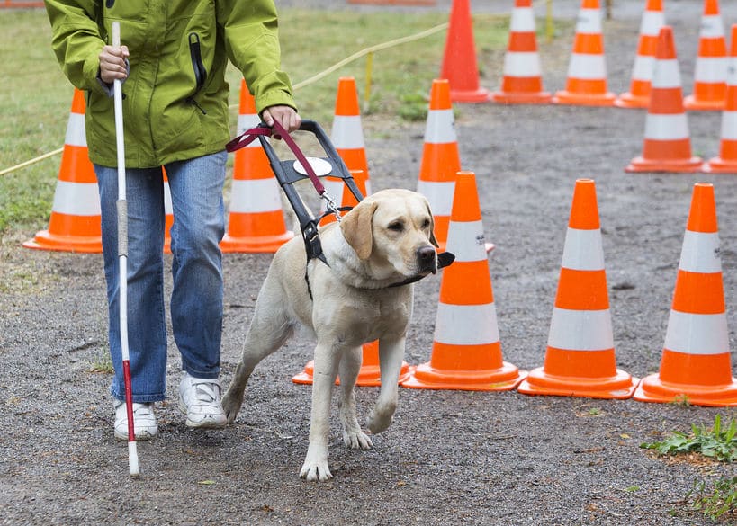 盲導犬のプロ意識がスゴいというトリビア