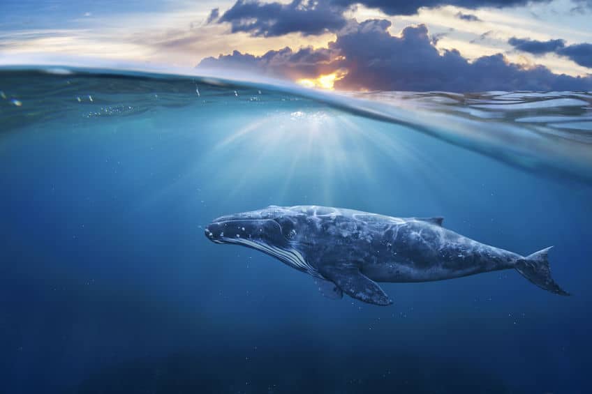 クジラは地上では体温が上昇してしまうというトリビア