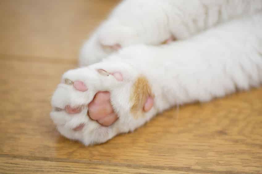 ネコは肉球と鼻でしか汗をかけないという雑学