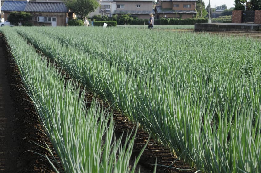 巻くな！食え！風邪のときのネギの効果的な活用法についての雑学まとめ