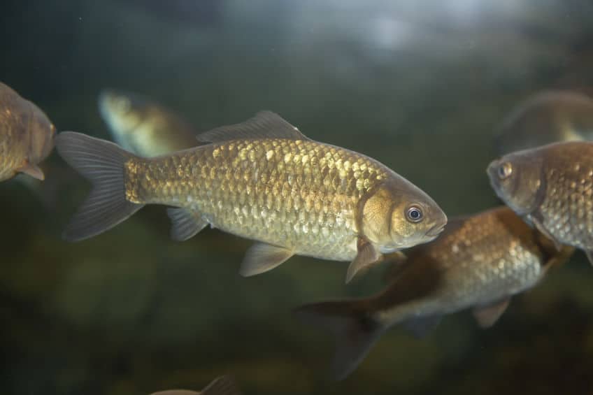 金魚は、色が変わったフナであるというトリビア