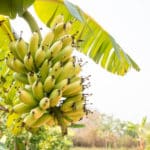 バナナの分類は果物ではなく「草」という雑学