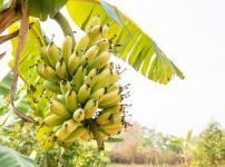 バナナの分類は果物ではなく「草」という雑学