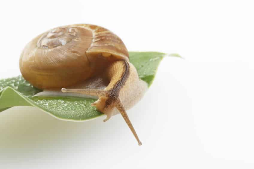 カタツムリの歯の構造についてのトリビア