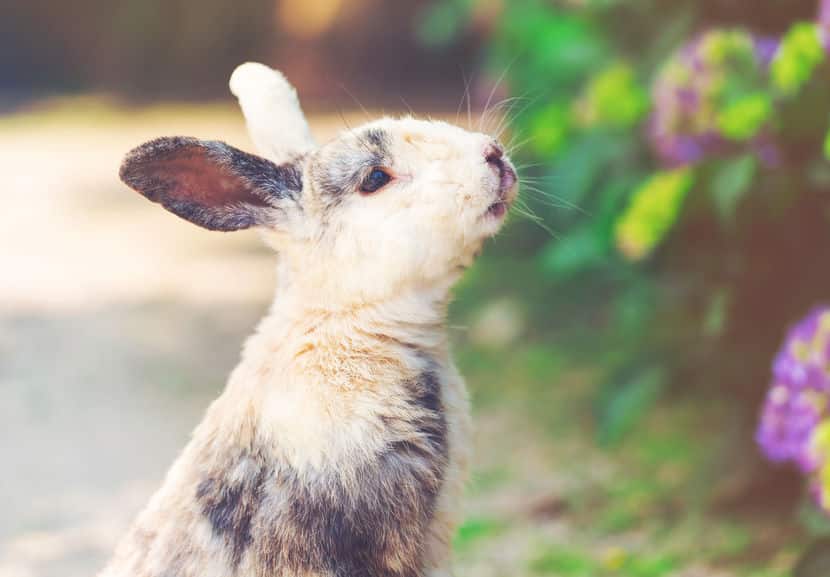 「ウサギは寂しいと死んでしまう」は嘘というトリビア